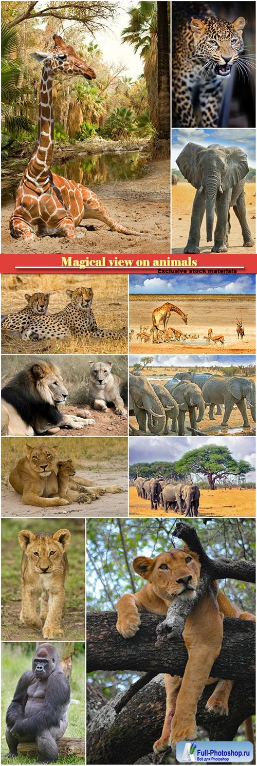 Magical view on animals, giraffe, elephant, lion, leopard