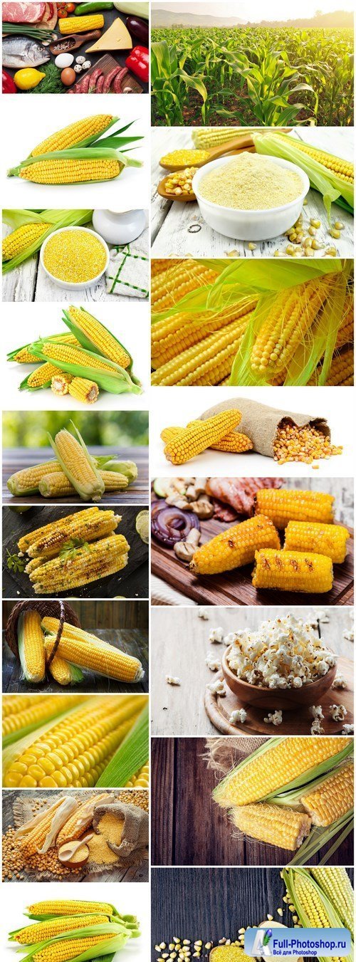 Corn Collection