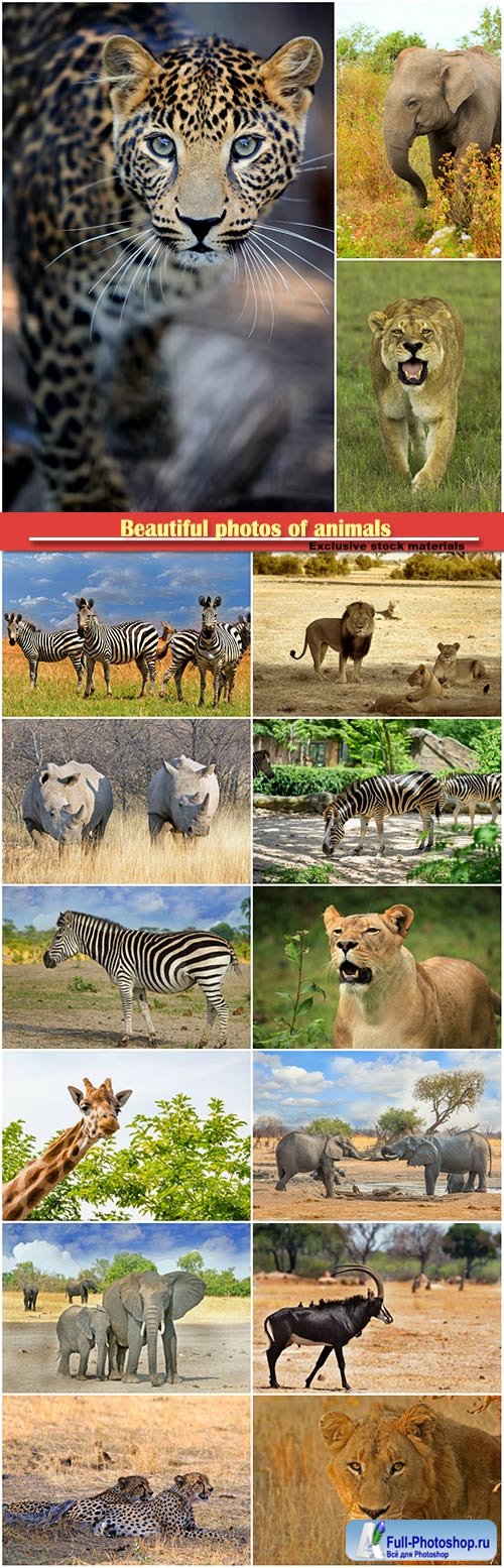 Beautiful photos of animals, lion, leopard, rhinoceros, zebra, an elephant