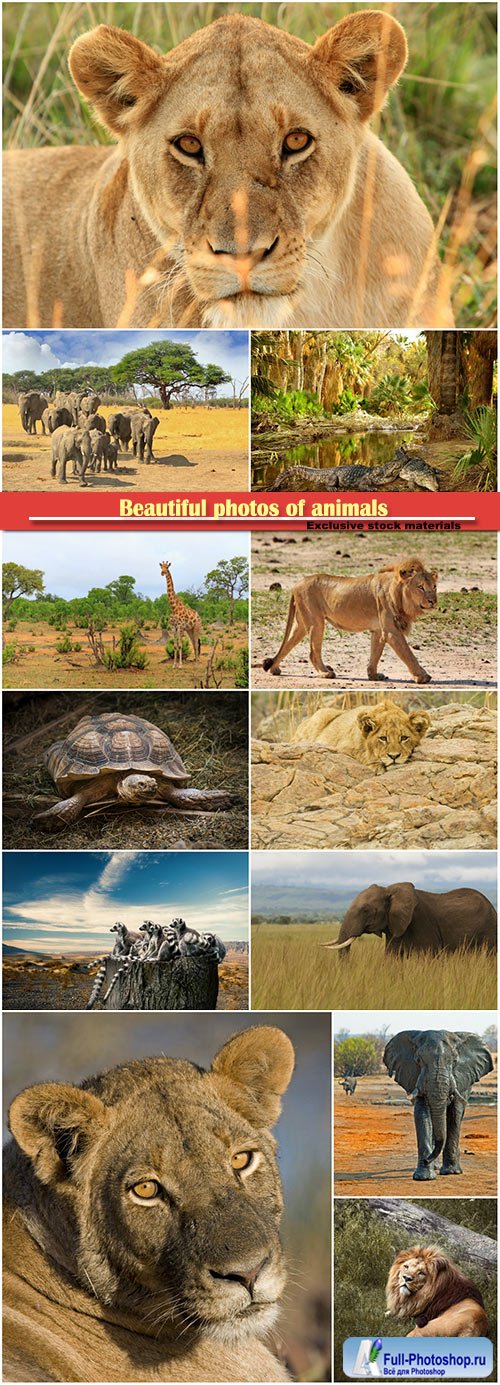 Beautiful photos of animals, elephant, lion, crocodile, turtle, giraffe