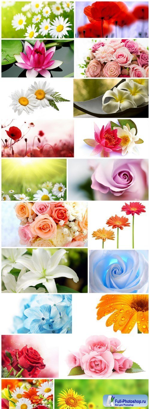 Beautiful Spring Flowers - 20 HQ Images