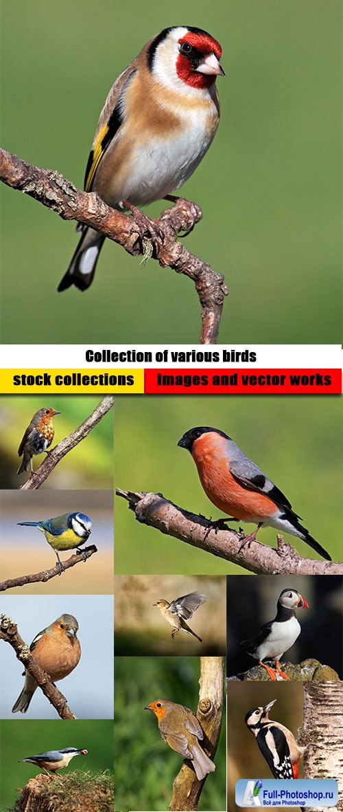 Collection of various birds