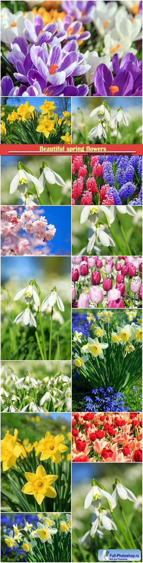 Beautiful spring flowers, snowdrops, daffodils, hyacinths, crocuses
