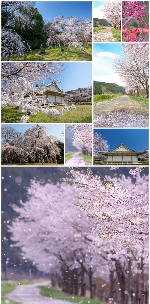Cherries in Japan 9X JPEG