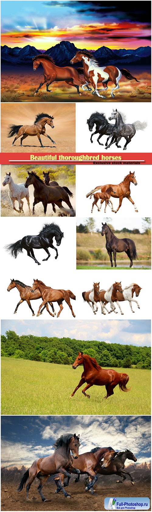 Beautiful thoroughbred horses