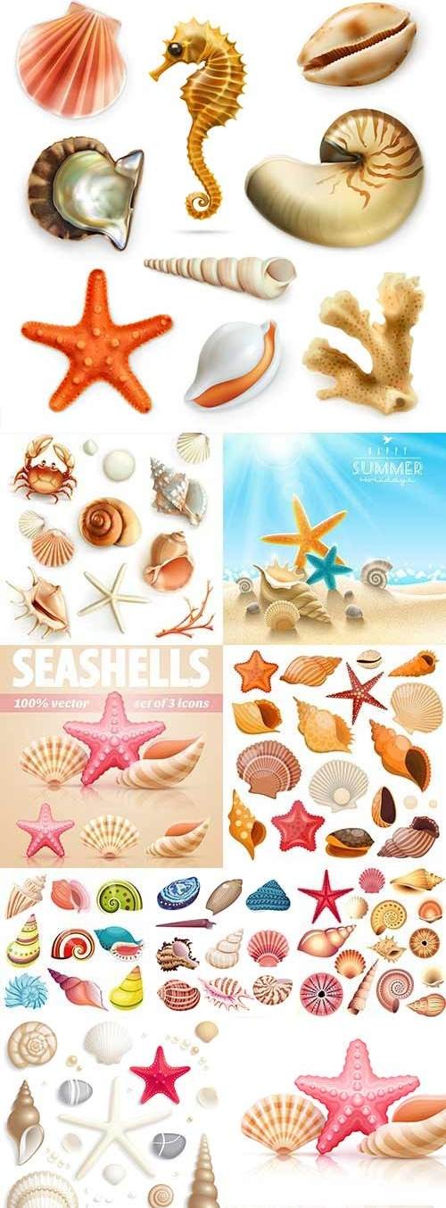 Sea cockleshells, exotic mollusks and starfish