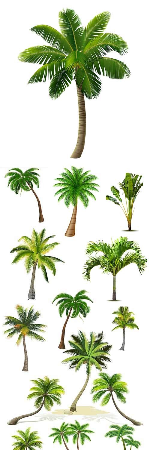 Summer Tropical palm tree with green big leaves