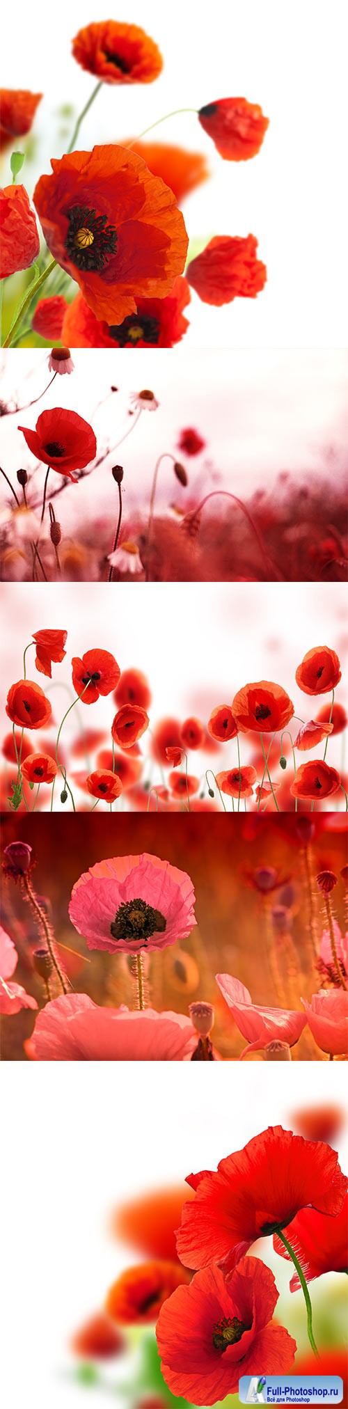 Poppies white background, green and red floral design