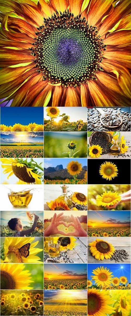 Field of Sunflowers 25xJPG