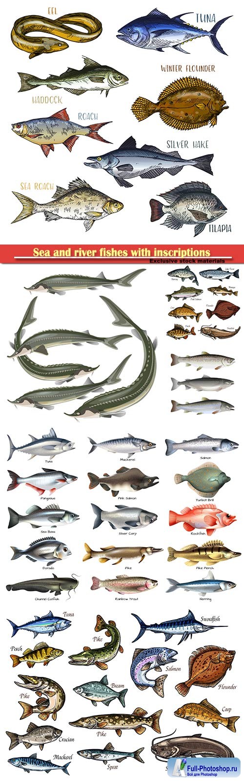 Sea and river fishes with inscriptions in vector illustration