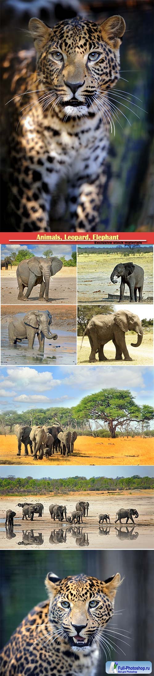 Animals, Leopard, Elephant