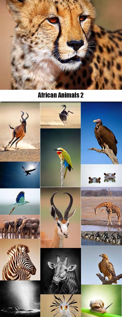African Animals Stock Images #2 - 25 HQ Jpg