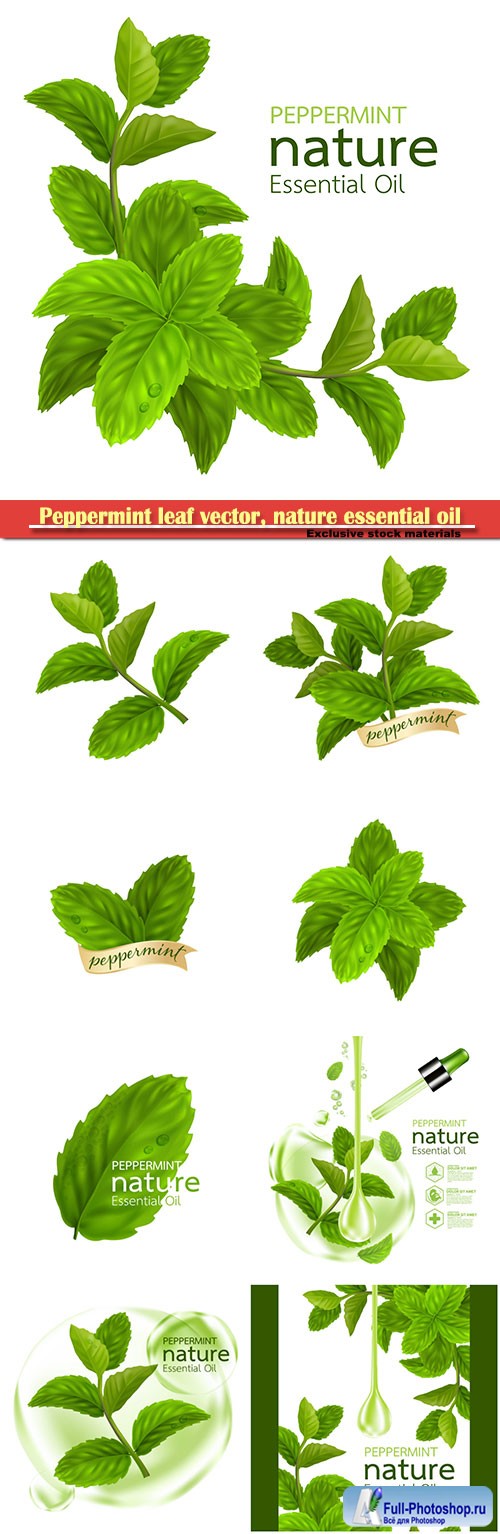 Peppermint leaf vector, nature essential oil