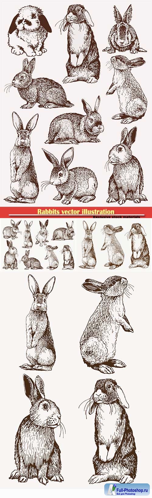 Rabbits vector illustration