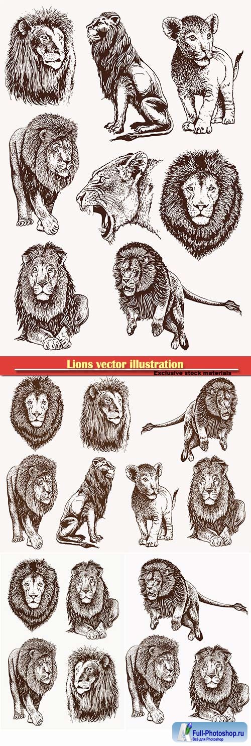 Lions vector illustration