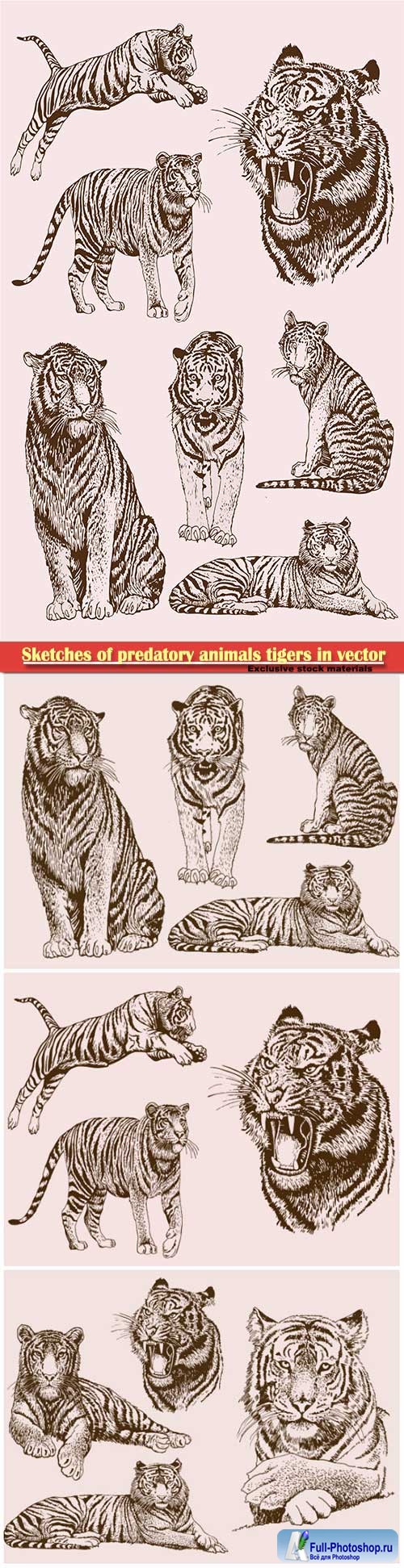Sketches of predatory animals tigers in vector