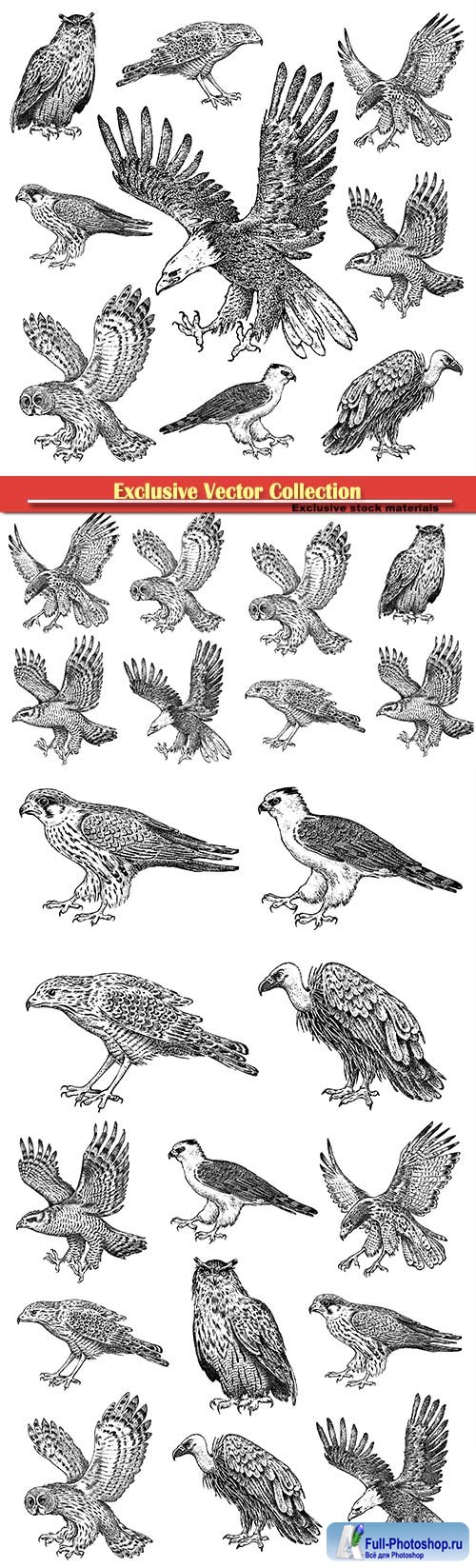 Vector drawn birds, owl, eagle, hawk