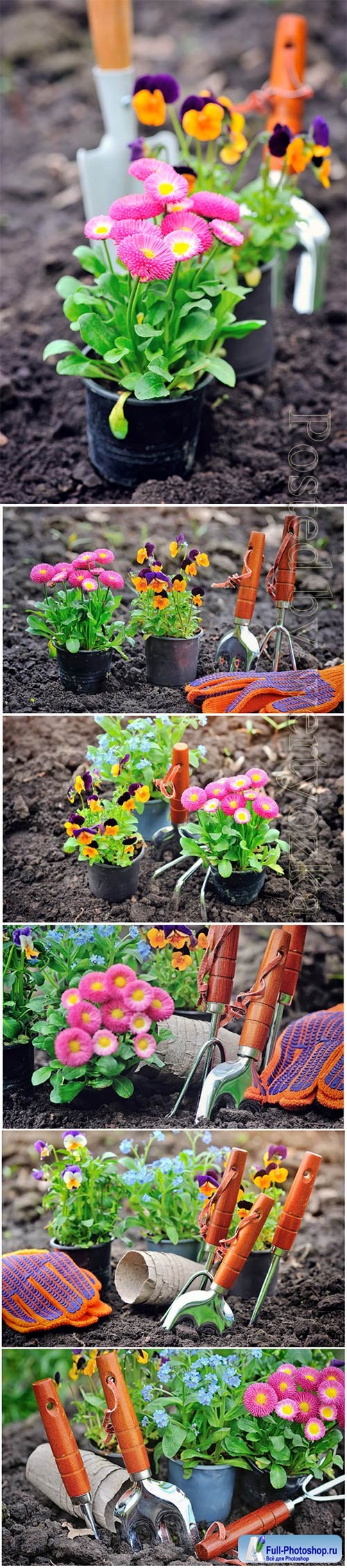 Gardening, flower planting beautiful stock photo