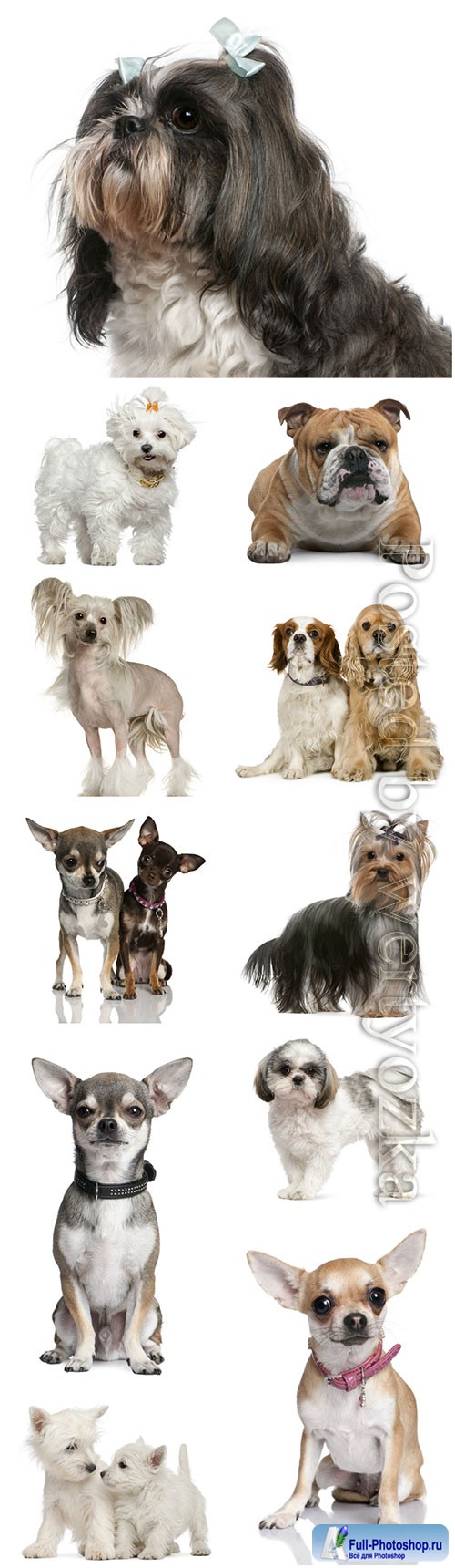 Dogs of different breeds beautiful stock photo
