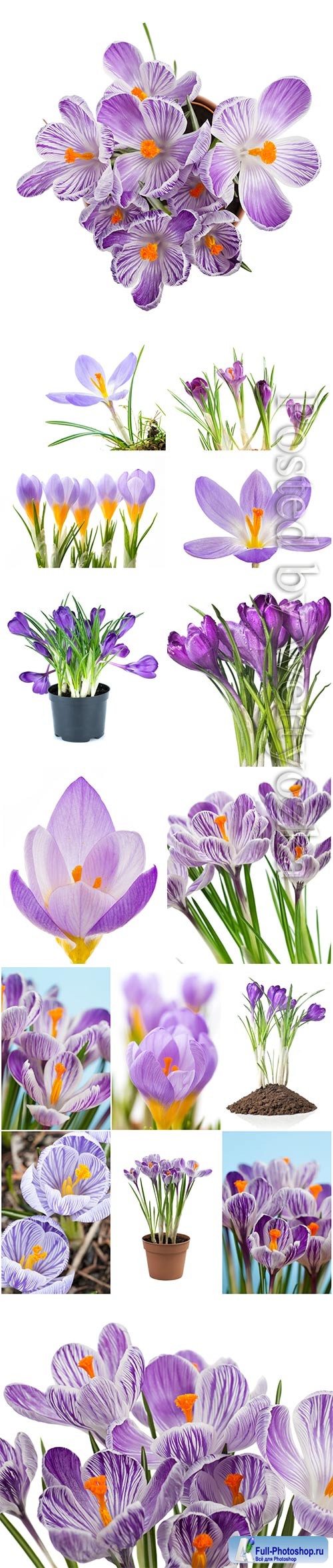 Beautiful crocuses stock photo