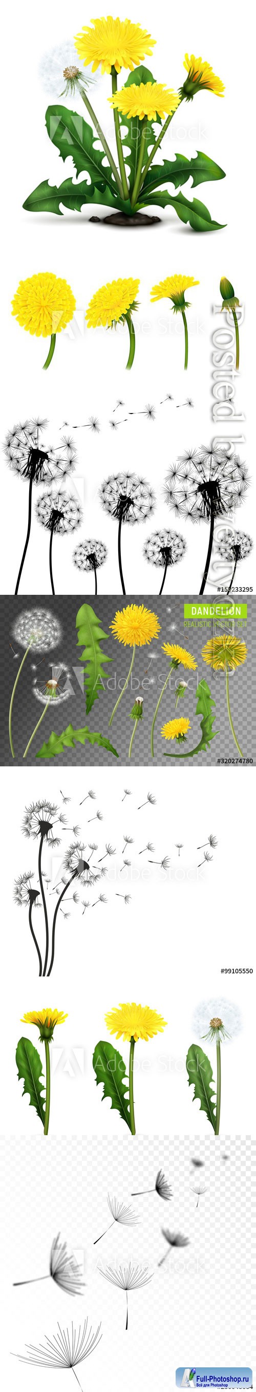 Dandelions vector illustrations