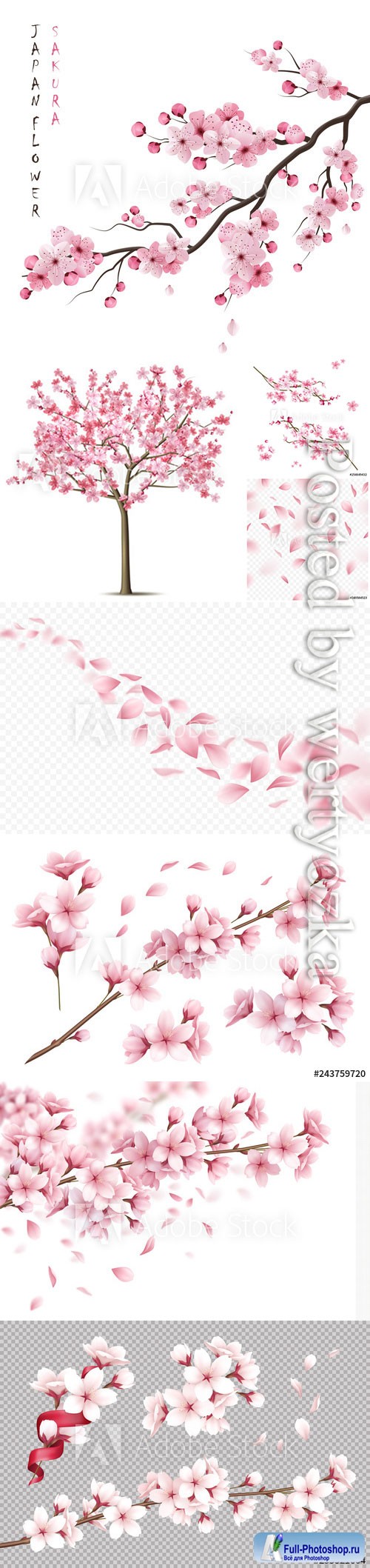 Cherry flowers background vector illustrations
