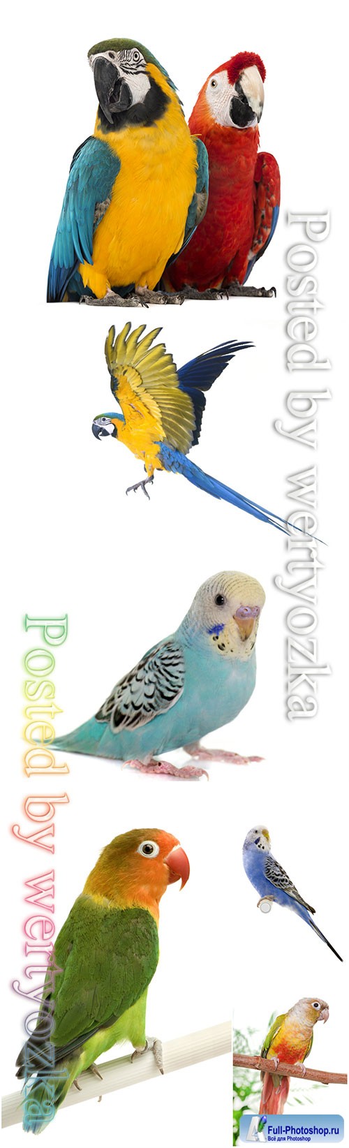 Parrots beautiful stock photo