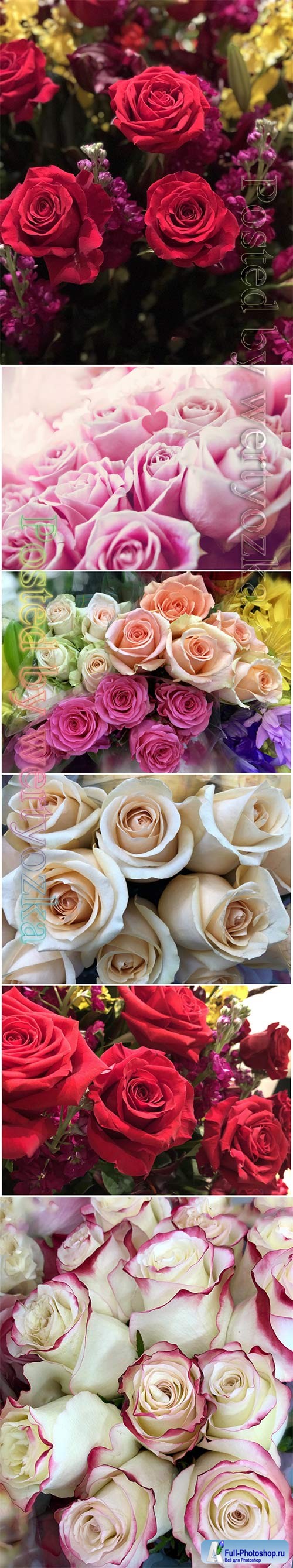 Roses beautiful stock photo
