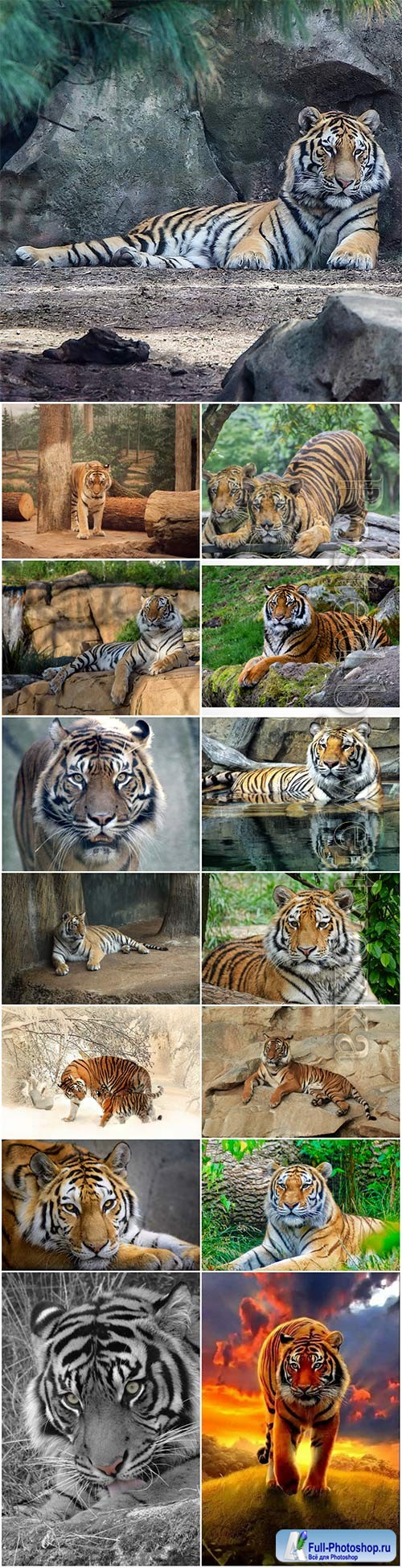 Tigers, predatory animals beautiful stock photo