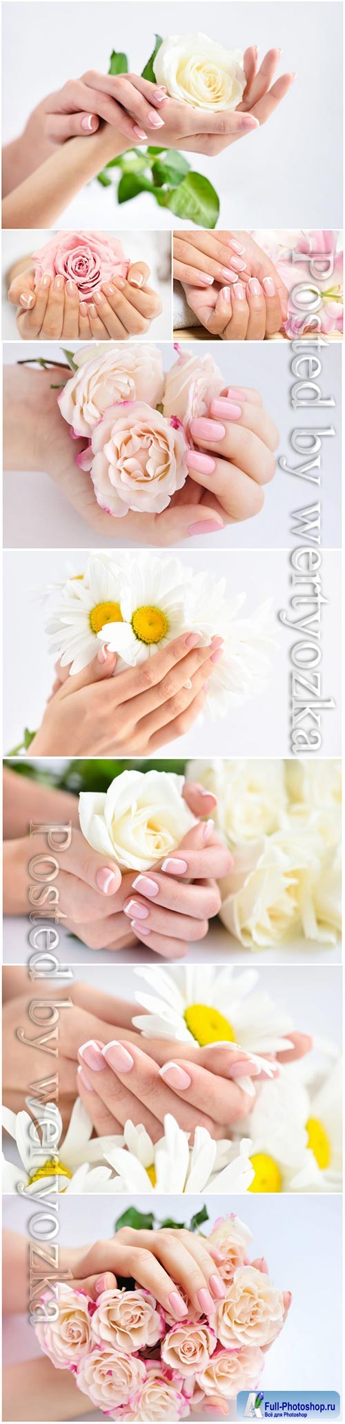 Beautiful manicure. female hands with flowers stock photo