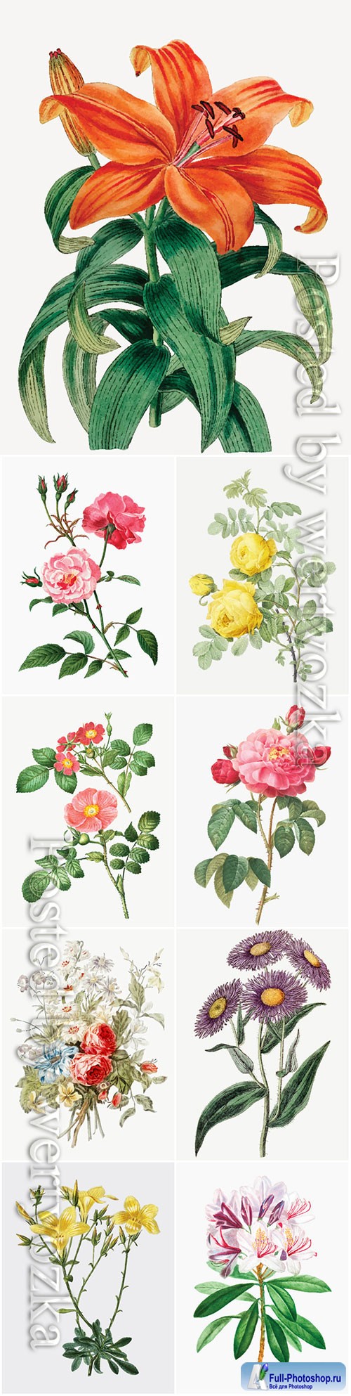Beautiful blooming different flowers vector set