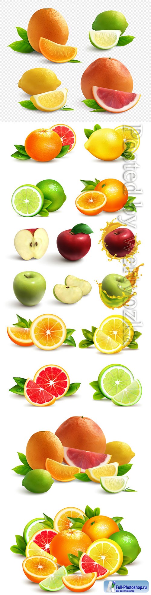 Citrus fruits vector illustration