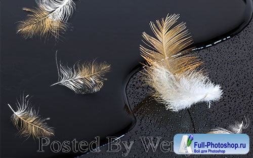 3D models modern golden feathers black tv background wall