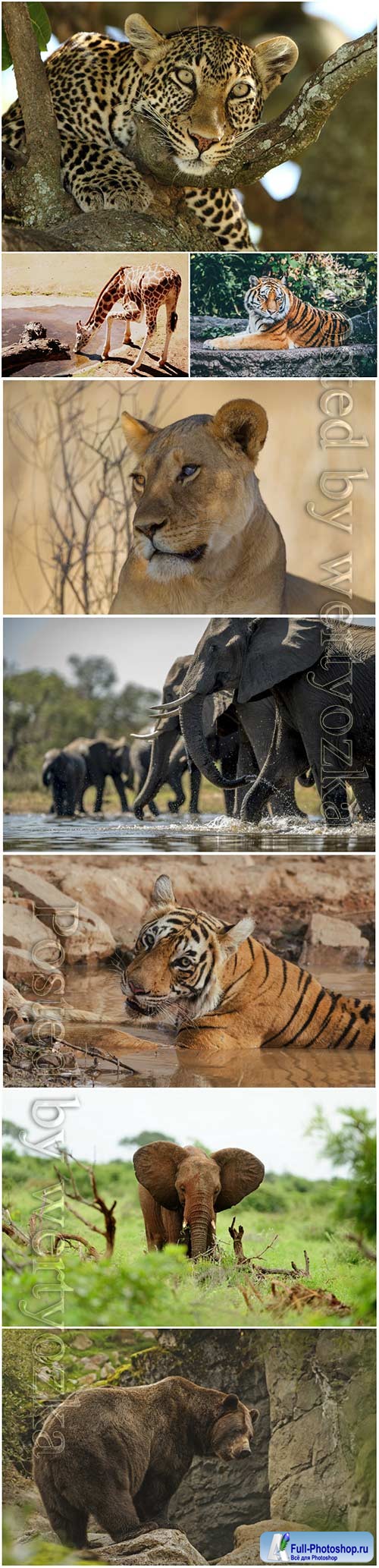Animals, tiger, elephant, leopard, bear