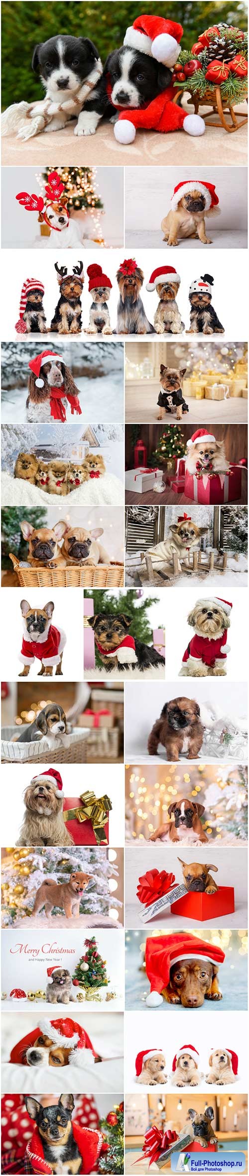 Cute dogs in santa hat set stock photo