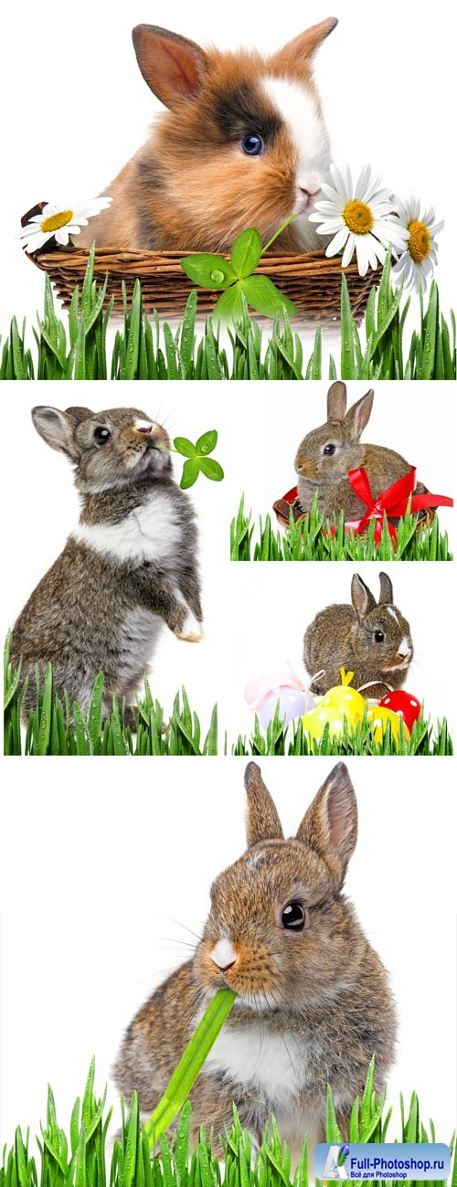 Rabbits on white background stock photo