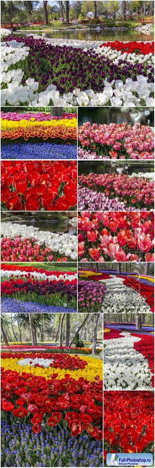 Multicolored tulips stock photo