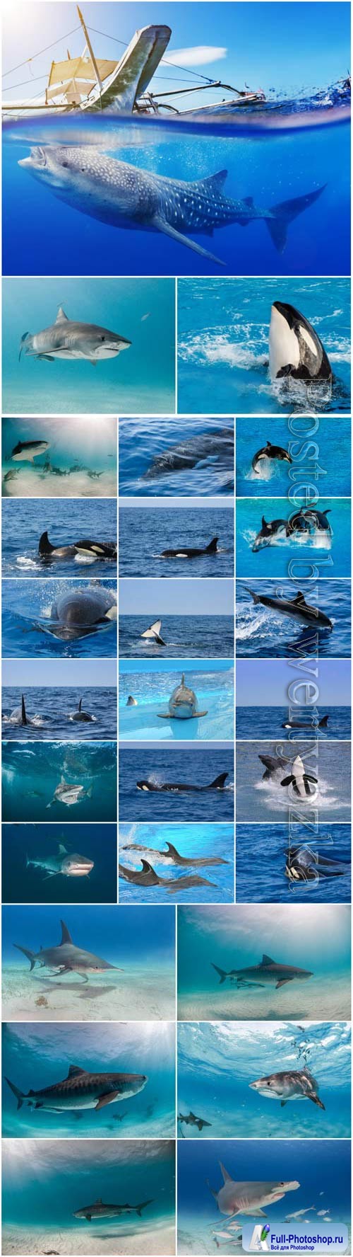 Dolphins, whales and sharks stock photo