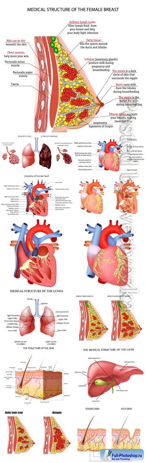 Anatomy, human, organs, vector