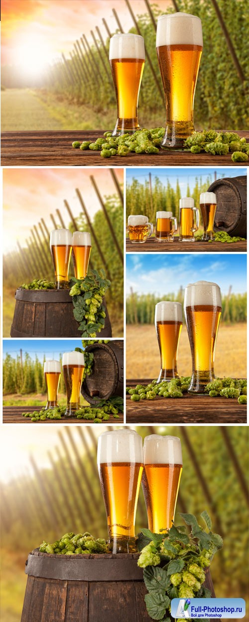 Glasses with beer on a barrel, branches of hops stock photo