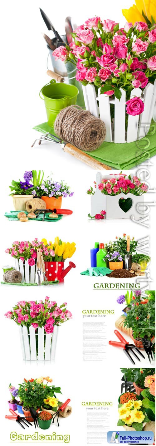 Flowers and plants, gardening stock photo