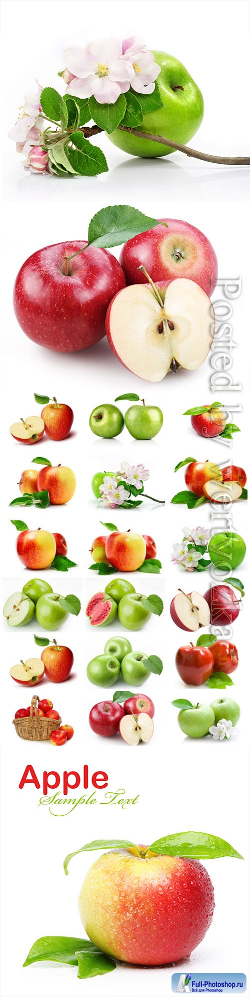 Red and green apples and apple blossom stock photo