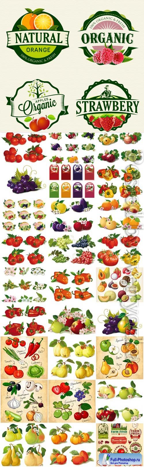 Fresh vegetables and fruits in vector