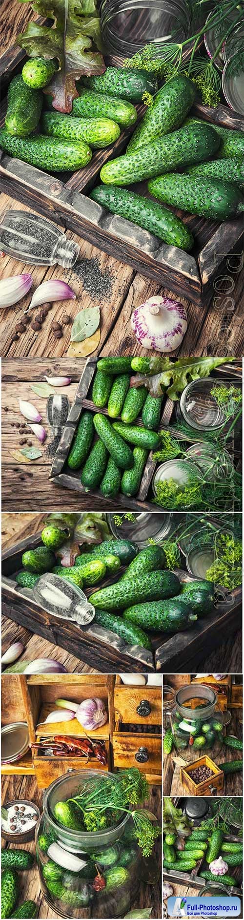 Cucumbers, garlic and dill stock photo