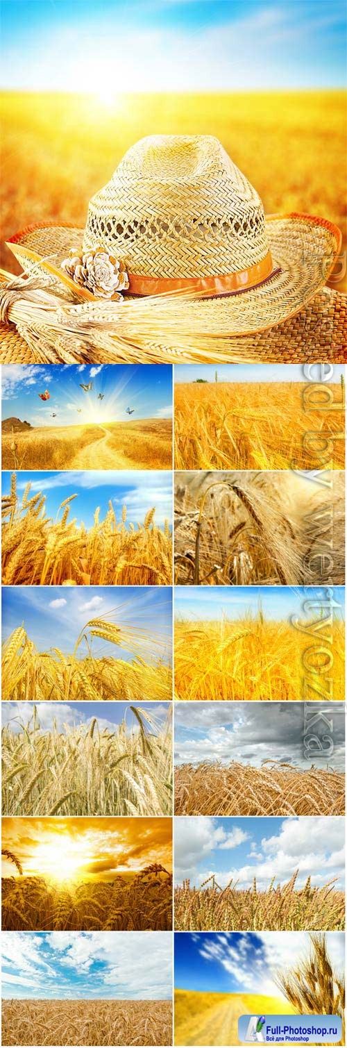 Ripe golden wheat field stock photo
