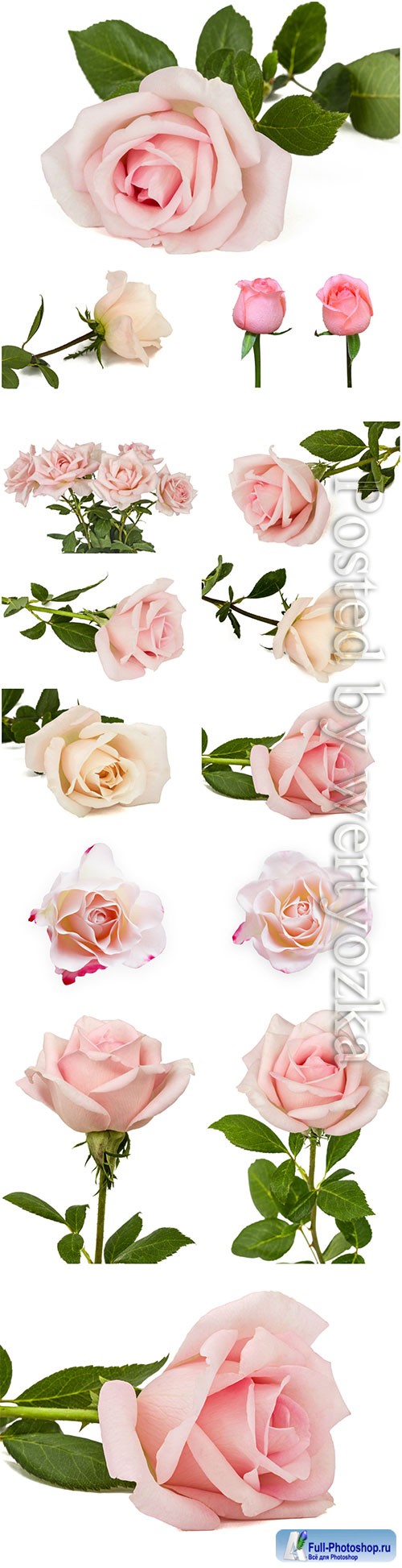Luxury roses on white background stock photo