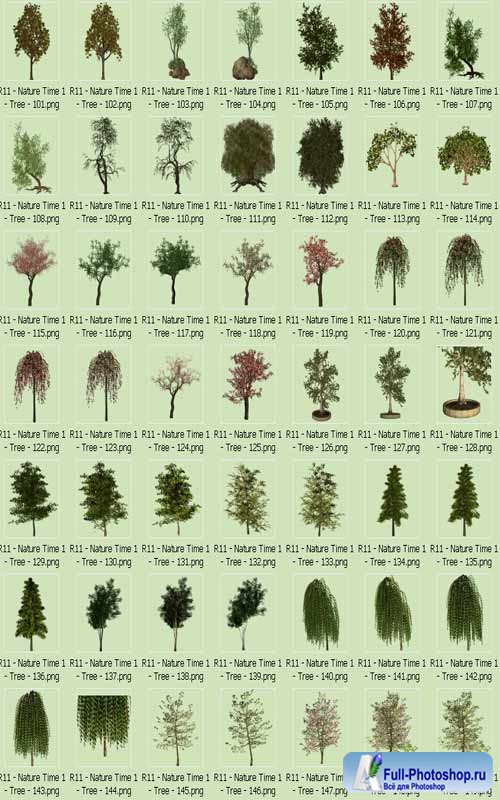 Названия распространенных деревьев. Деревья названия. Разные виды деревьев. Лиственные деревья список. Лиственные деревья средней полосы.